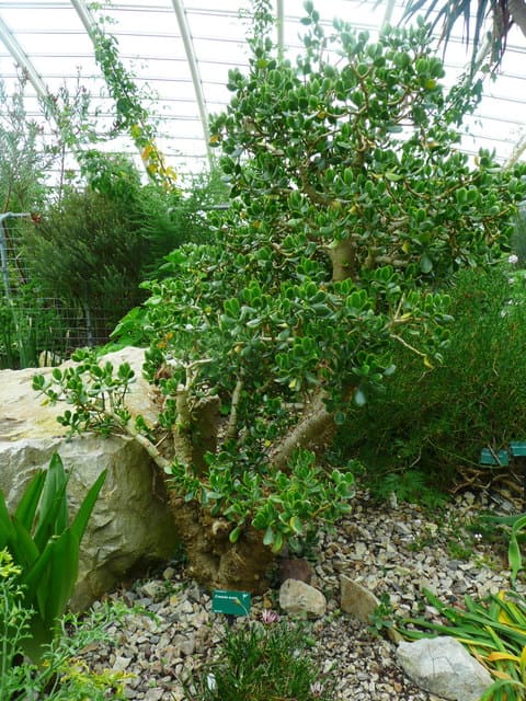 Planta Jade - Como cuidar da Suculenta Crassula Ovata! [2020]